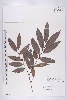 軟毛柿藏品圖，第1張