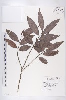 軟毛柿藏品圖，第1張