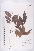 軟毛柿藏品圖，第1張