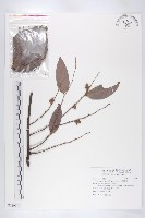 軟毛柿藏品圖，第1張