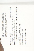 軟毛柿藏品圖，第2張