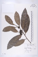 黑柿藏品圖，第1張