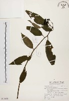 黑星紫金牛藏品圖，第1張