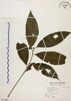 黑星紫金牛藏品圖，第1張