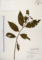 黑星紫金牛藏品圖，第1張