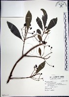 樹杞藏品圖，第1張