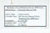 打碗花藏品圖，第2張