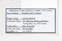 裂葉牽牛藏品圖，第2張