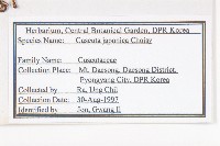 日本菟絲子藏品圖，第2張