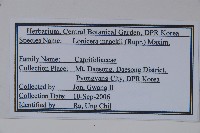 金銀忍冬藏品圖，第2張