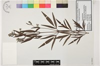 棉團鐵線蓮藏品圖，第1張