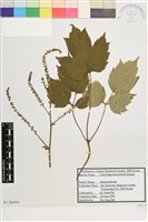 登錄號:S120050藏品圖，第1張