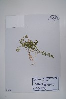 半邊蓮、鐮磨仔草藏品圖，第1張