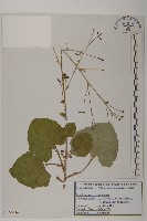 腺梗菜藏品圖，第1張