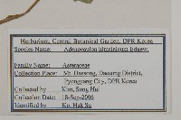 腺梗菜藏品圖，第2張