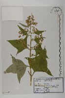 山尖子藏品圖，第1張