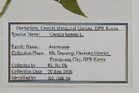 山尖子藏品圖，第2張