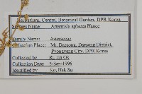 青蒿藏品圖，第2張