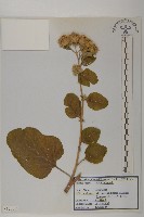 牛蒡藏品圖，第1張