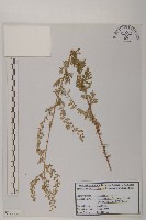 登錄號:S120060藏品圖，第1張