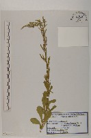 牡蒿藏品圖，第1張