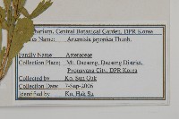 牡蒿藏品圖，第2張