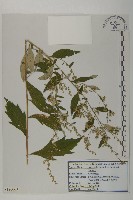 寬葉山蒿藏品圖，第1張