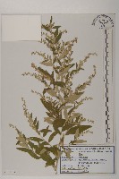 蒙古蒿藏品圖，第1張