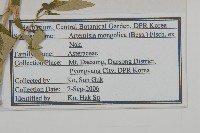 蒙古蒿藏品圖，第2張