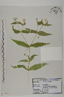 垂梗繁縷藏品圖，第1張