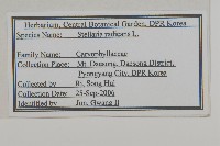 垂梗繁縷藏品圖，第2張