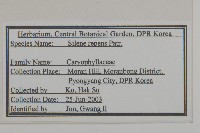 匍生蠅子草藏品圖，第2張