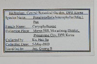 孩兒參藏品圖，第2張