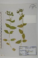 牛繁縷藏品圖，第1張