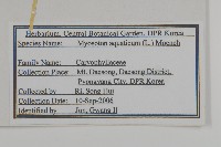 牛繁縷藏品圖，第2張