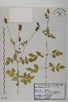 鬼針舅藏品圖，第1張