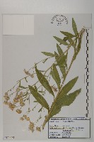 紫菀藏品圖，第1張