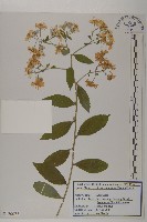 山馬蘭藏品圖，第1張