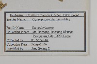 霞草、歐石頭花藏品圖，第2張