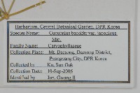 狗筋蔓藏品圖，第2張