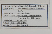 堅硬女婁菜藏品圖，第2張