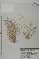 無心菜、鵝不食草藏品圖，第1張