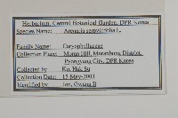 無心菜、鵝不食草藏品圖，第2張