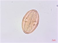 細葉零餘子、澤芹藏品圖，第2張