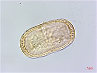 登錄號:S120127藏品圖，第1張