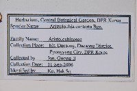 北馬兜鈴藏品圖，第2張