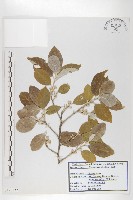 小葉胡頹子藏品圖，第1張