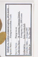 小葉胡頹子藏品圖，第2張