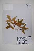 扭筋槭藏品圖，第1張