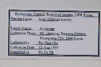 扭筋槭藏品圖，第2張